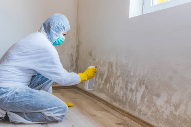 Licensed Mold Testing service in Woodstock, MD - WQB Mold Removal